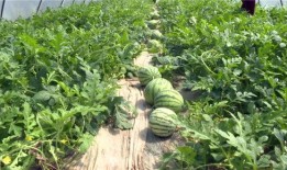 辽源吃瓜爆料视频最新一期,最新一期揭秘惊人内幕