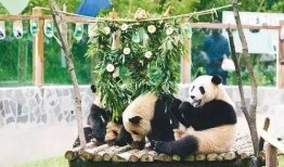 央视爆料昆明动物园视频