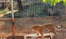 央视爆料昆明动物园视频