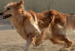 胖犬来爆料完整视频,完整视频揭秘幕后真相